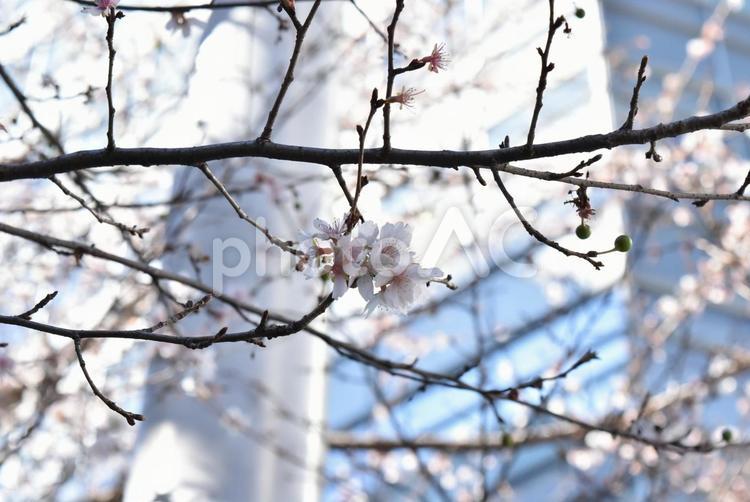 つぼみと早咲きの桜 桜,さくら,サクラの写真素材