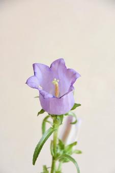 紫のカンパニュラの写真