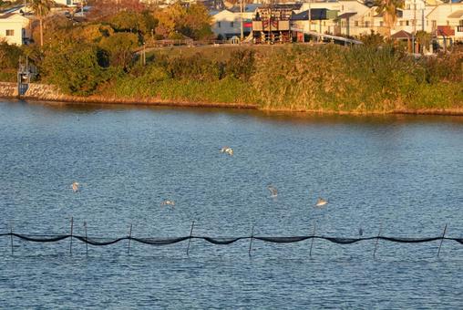 低空飛行をするセグロカモメ 低空飛行をするセグロカモメ セグロカモメ,カワウ,渡り鳥の写真素材