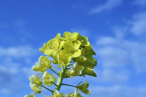 菜の花と青空 菜の花と青空の写真