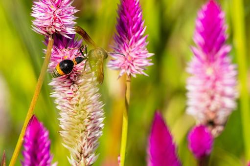 スズバチ⑵の写真