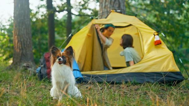 テント前にいる犬とテントの中の二人 パピヨン,犬,お座りの写真素材