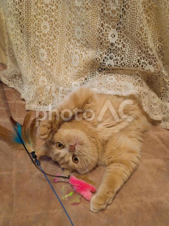 うちのネコさま　カーテンの中から遊ぶ ネコ,猫,昼寝の写真素材