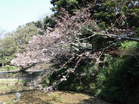 神奈川県 横浜市 三渓園 風景 神奈川県 横浜市 三渓園 風景の写真