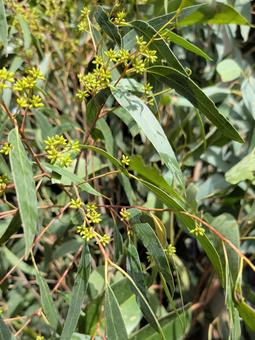 ユーカリ ユーカリ,植物,食事の写真素材