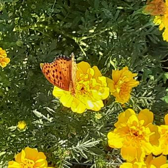 花と蝶 花と蝶の写真
