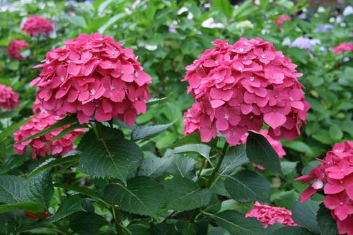紫陽花 紫陽花の写真