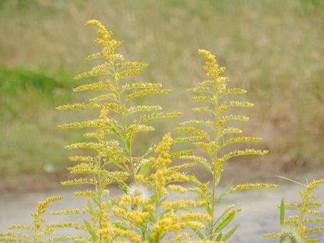 【花の写真】セイタカアワダチソウ セイタカアワダチソウ,背高泡立草,黄色の写真素材