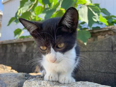 見つめる子猫 見つめる子猫 ネコ,動物,生き物の写真素材