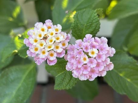 ピンクと白の花 ピンクと白の花の写真