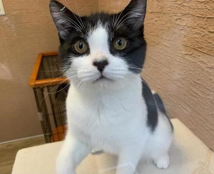 ブチネコ　猫 ブチネコ,猫,子猫の写真素材