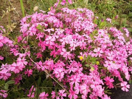 Pink moss phlox, JPG Pink moss phlox, JPG