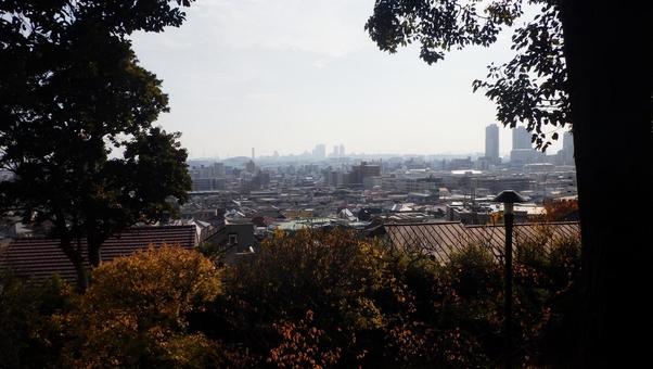 岡本梅林公園から市街地を望む 岡本梅林公園,木,樹木の写真素材