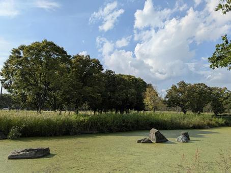 青空と木々 風景,春空,自然の写真素材