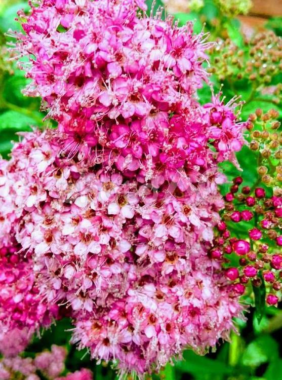 花　シモツケ　しもつけ　下野　ピンクのシモツケ　木下野 きしもつけ　キシモツケ　無駄　無益　はかなさ シモツケ,しもつけ,下野の写真素材