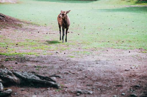 秋の気配を感じます 秋の気配を感じます 鹿,動物,保護の写真素材