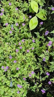 紫の小花の写真