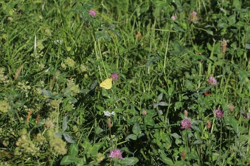 A Colias butterfly resting on a flower, JPG
