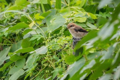 モズの若鳥(28) モズの若鳥(28) 鳥,野鳥,モズの写真素材