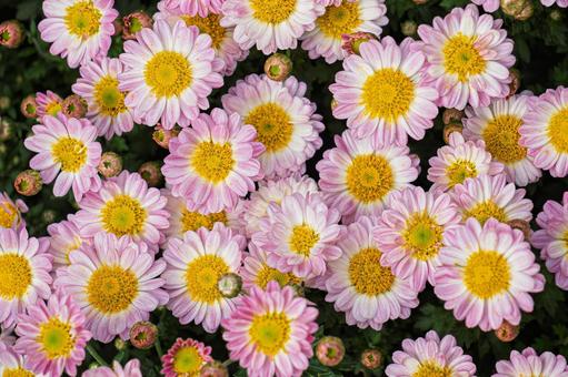 ピンクの小菊 パターン画像,テクスチャー,柄の写真素材