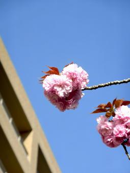 4月の青空・八重桜とマンション 4月の青空・八重桜とマンション 八重桜,サクラ,花の写真素材