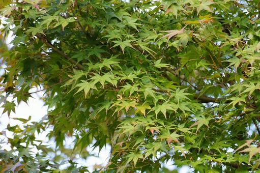 モミジの葉 モミジ,葉,植物の写真素材