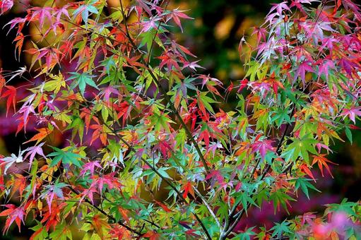 紅葉15 植物,秋,紅葉の写真素材
