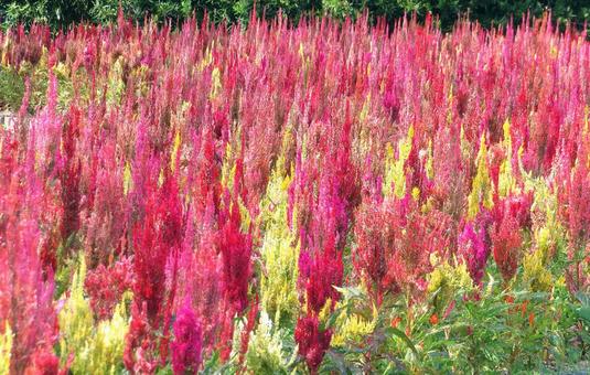 鮮やかな赤いケイトウの花 鮮やかな赤いケイトウの花 ケイトウ,花,赤色の写真素材