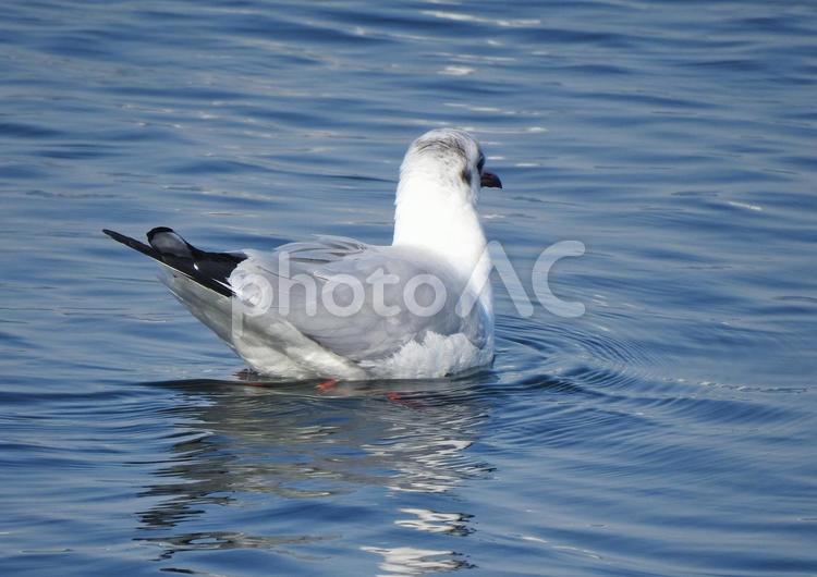 チャガラシカモメ-くろ尻尾 カモメ,チャガラシカモメ,鳥の写真素材