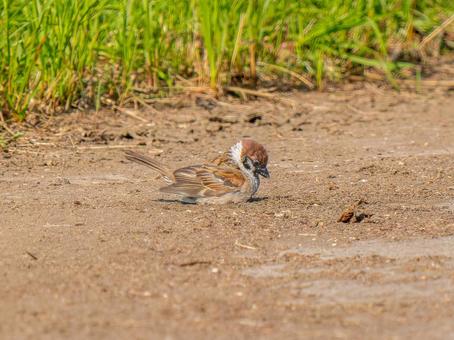 地面を歩くスズメ 地面を歩くスズメ スズメ,雀,鳥の写真素材