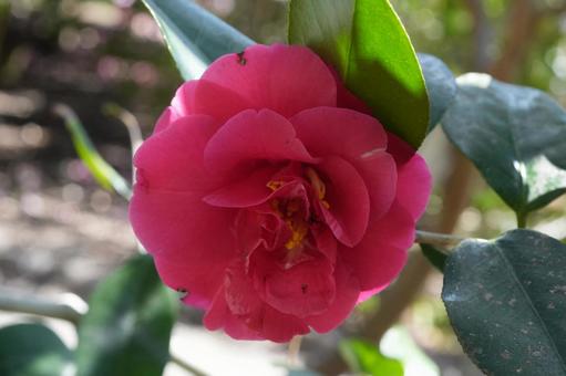 Photo, camellia, four sea waves, spring flower, 