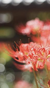 ヒガンバナ ヒガンバナの写真