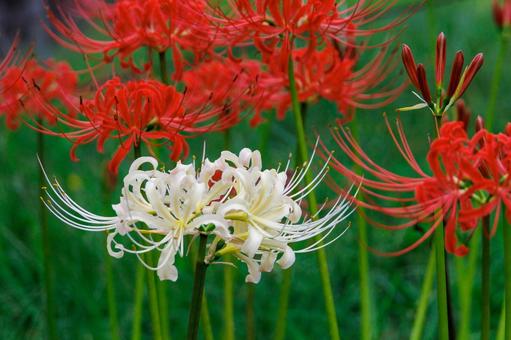 Red and white spider lilies, JPG Red and white spider lilies, JPG