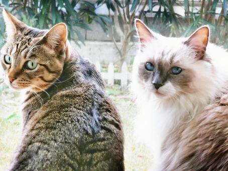 なかよしの写真