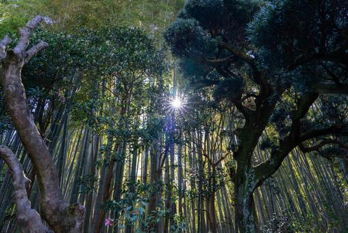 深緑の竹林と光芒 竹林,竹,森の写真素材