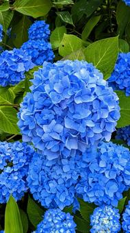 Hydrangea, JPG Hydrangea, JPG