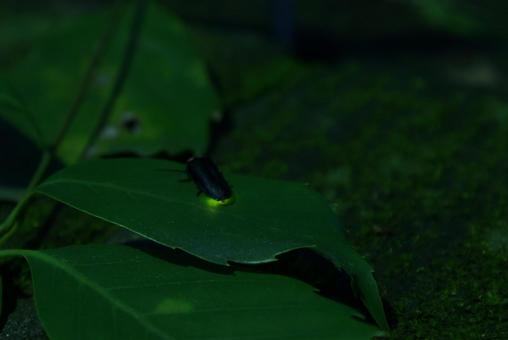 葉の上の光る蛍 葉の上の光る蛍 光る甲虫,緑の葉,虫の写真素材