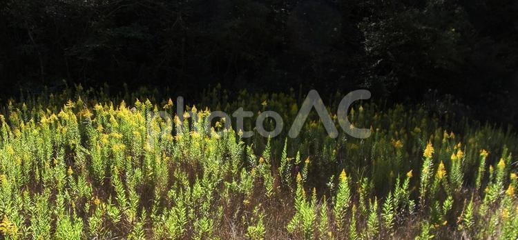 セイタカアワダチソウ セイタカアワダチソウ,花粉,秋の写真素材