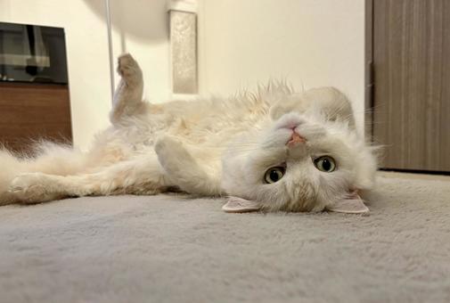 仰向けで見つめる白い猫 仰向けで見つめる白い猫 ネコ,仰向け,にゃんこの写真素材