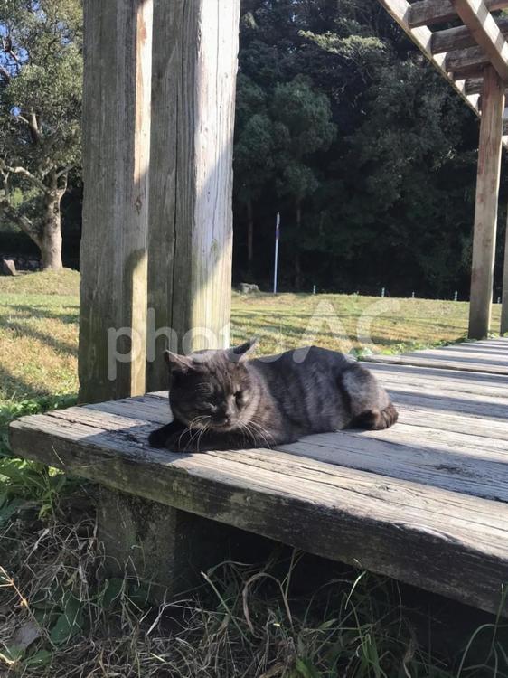 至近距離で撮れた野良猫 のらねこ,ノラネコ,クロネコの写真素材