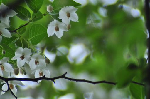 Photo, ekonoki, egonok flower, flower, 