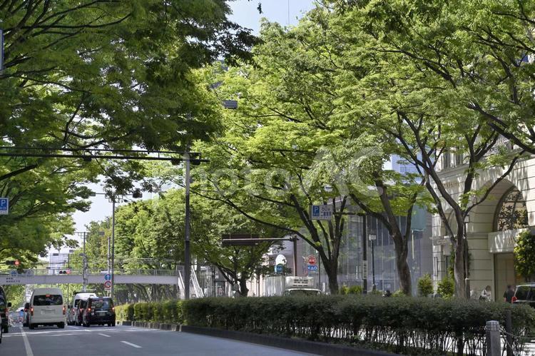 表参道.ケヤキ並木.2 新緑,表参道,神宮前の写真素材