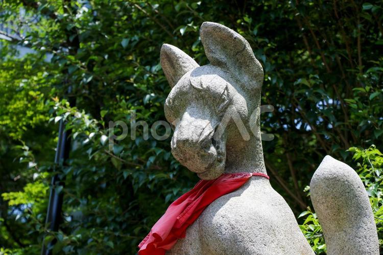 お稲荷さん お稲荷さん,狐,キツネの写真素材