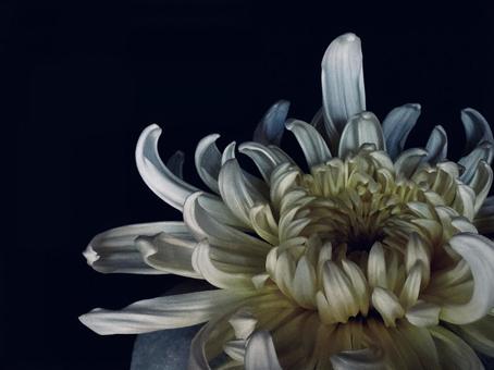 キク キク,菊,植物の写真素材