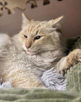 ノラ猫 シロ ノラ猫 シロの写真