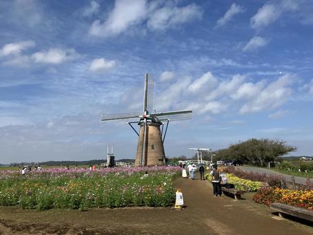 佐倉ふるさと広場の風車とコスモス 佐倉ふるさと広場,風車,オランダ風車の写真素材