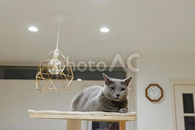 キャットタワーの上の猫 猫,ロシアンブルー,キャットタワーの写真素材
