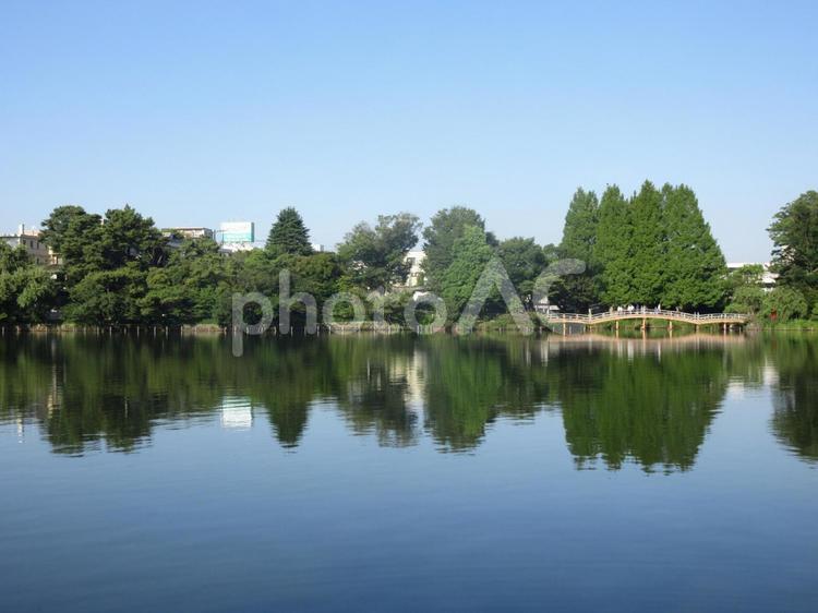 洗足池公園　湖面の風景 公園,洗足池公園,水面の写真素材
