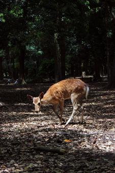 奈良公園シカ 奈良公園シカの写真
