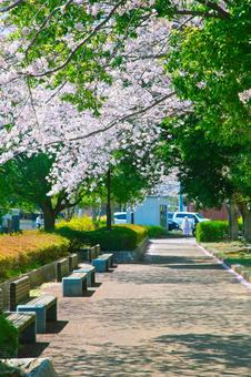 満開の桜の下にある公園の風景 満開の桜の下にある公園の風景 桜,青空,春の写真素材